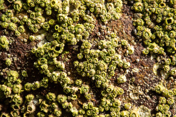 Barnacles in Full Frame