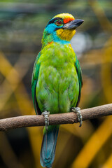 The red-throated barbet (Psilopogon mystacophanos) is a species of bird in the family Megalaimidae