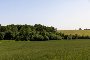green wheat cereals in the field in summer before ripening