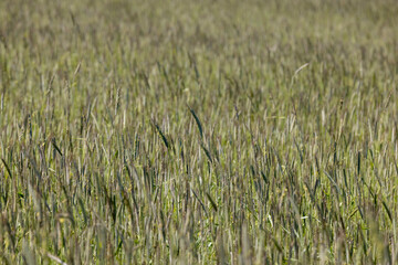 a field with green wheat in sunny weather