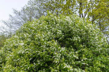 Fototapeta premium a bird cherry bush during flowering during the wind