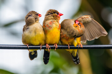 The red avadavat (Amandava amandava), red munia or strawberry finch, is a sparrow-sized bird of the family Estrildidae