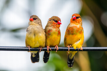 The red avadavat (Amandava amandava), red munia or strawberry finch, is a sparrow-sized bird of the family Estrildidae