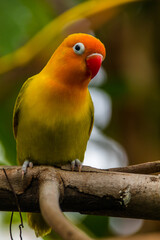 Fischer's lovebird (Agapornis fischeri) is a small parrot species of the genus Agapornis.