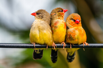The red avadavat (Amandava amandava), red munia or strawberry finch, is a sparrow-sized bird of the family Estrildidae