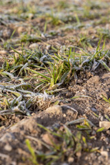 wheat growing in winter during frosts in sunny weather