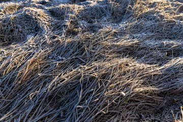 the field with frozen winter grass in the morning