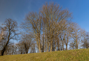 different types of trees in the park in winter