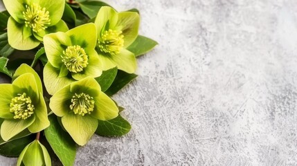  a group of green flowers sitting on top of a white table top next to a green leafy plant on top of a gray surface.