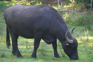 Schwarzer Wasserbüffel grast auf grüner Weide