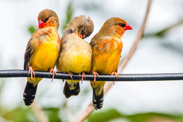 The red avadavat (Amandava amandava), red munia or strawberry finch, is a sparrow-sized bird of the family Estrildidae