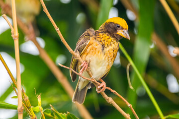 The streaked weaver (Ploceus manyar) is a species of weaver bird found in South Asia and South-east Asia