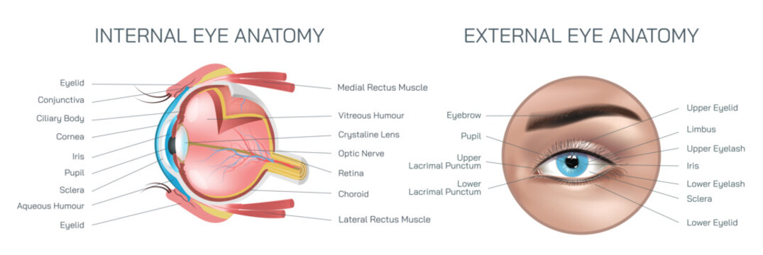 Internal and external eye anatomy vector illustration. Structure and parts of human eye. The eye structure lets light enter and pass through a series of components and sections to look at something.