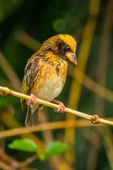 The streaked weaver (Ploceus manyar) is a species of weaver bird found in South Asia and South-east Asia