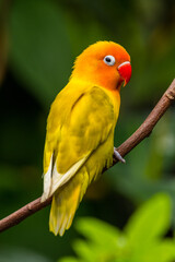 Fischer's lovebird (Agapornis fischeri) is a small parrot species of the genus Agapornis.