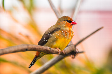 The red avadavat (Amandava amandava), red munia or strawberry finch, is a sparrow-sized bird of the family Estrildidae