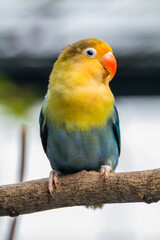 Fischer's lovebird (Agapornis fischeri) is a small parrot species of the genus Agapornis.