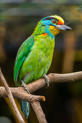 The red-throated barbet (Psilopogon mystacophanos) is a species of bird in the family Megalaimidae