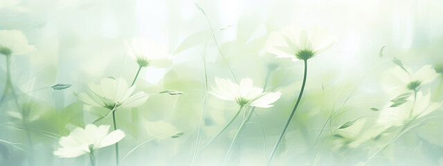 Ethereal White Anemones flowers in Soft Light green floral banner Background