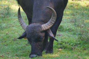 Close Up eines schwarzen Wasserbüffels mit großen Hörnern, der auf einer Weide grast 