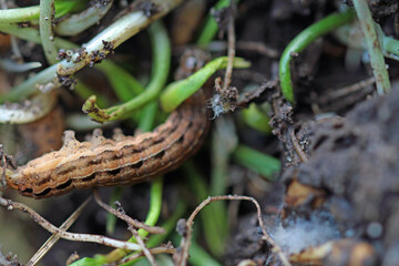 caterpillar from owl butterfly
