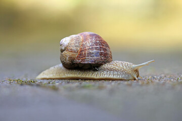 helix pomatia snail on a stone