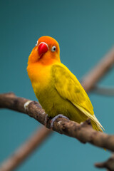 Fischer's lovebird (Agapornis fischeri) is a small parrot species of the genus Agapornis.