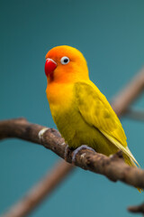 Fischer's lovebird (Agapornis fischeri) is a small parrot species of the genus Agapornis.