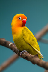 Fischer's lovebird (Agapornis fischeri) is a small parrot species of the genus Agapornis.