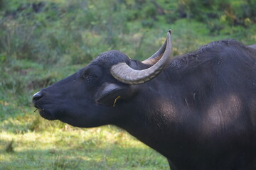 Röhrender schwarzer Wasserbüffel mit großen Hörnern muht auf der Weide, Close Up
