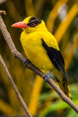 The black-naped oriole is medium-sized and overall golden with a strong pinkish bill and a broad black mask and nape