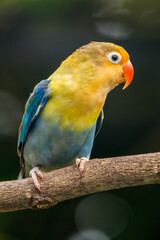 Fischer's lovebird (Agapornis fischeri) is a small parrot species of the genus Agapornis.