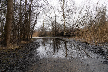 Large puddle on the road in the park.