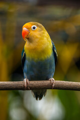 Fototapeta premium Fischer's lovebird (Agapornis fischeri) is a small parrot species of the genus Agapornis.