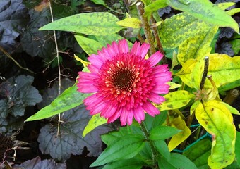 Pink red flower Echinacea - varieties , Paso Doble Fuchsia in early fall