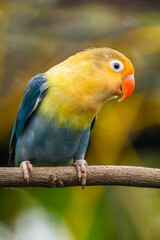 Fischer's lovebird (Agapornis fischeri) is a small parrot species of the genus Agapornis.