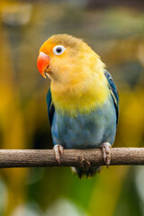 Fischer's lovebird (Agapornis fischeri) is a small parrot species of the genus Agapornis.