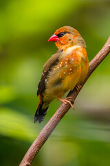 The red avadavat (Amandava amandava), red munia or strawberry finch, is a sparrow-sized bird of the family Estrildidae