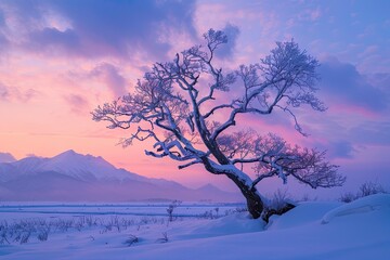 Winter daybreak scenery of Harunire tree at Toyokoro town in Hokkaido prefecture, Japan - obrazy, fototapety, plakaty