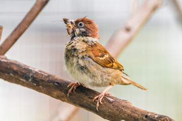 The Eurasian tree sparrow (Passer montanus) is a passerine bird in the sparrow family with a rich...