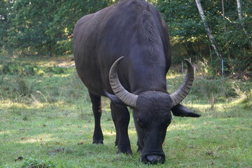 Schwarzer Wasserbüffel mit großen Hörnern grast auf grüner Weide