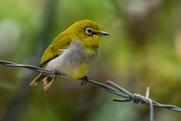The Javan white-eye (Zosterops flavus) is a bird species in the family Zosteropidae that occurs in Java and Borneo