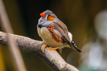 The zebra finches are two species of estrildid finch in the genus Taeniopygia found in Australia and Indonesia.