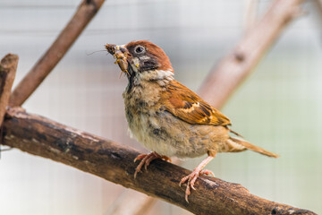 The Eurasian tree sparrow (Passer montanus) is a passerine bird in the sparrow family with a rich chestnut crown and nape and a black patch on each pure white cheek