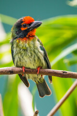 The coppersmith barbet (Psilopogon haemacephalus), also called crimson-breasted barbet and coppersmith