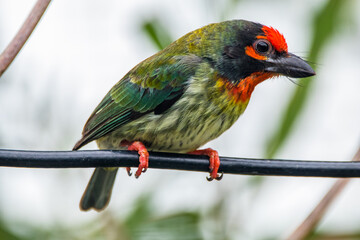 The coppersmith barbet (Psilopogon haemacephalus), also called crimson-breasted barbet and coppersmith