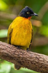 The ruby-throated bulbul (Rubigula dispar), or yellow bulbul, also known as flame throated bulbul is a member of the bulbul