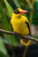 The black-naped oriole is medium-sized and overall golden with a strong pinkish bill and a broad black mask and nape