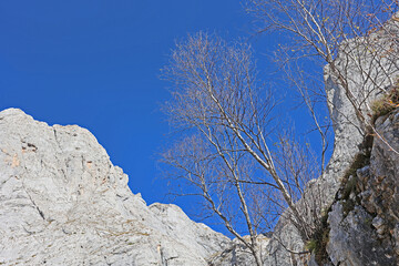 natural background, blue cloudless sky with lacy tree crowns and mountain peaks