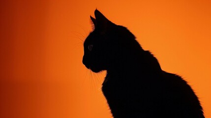 silhouette of a cat